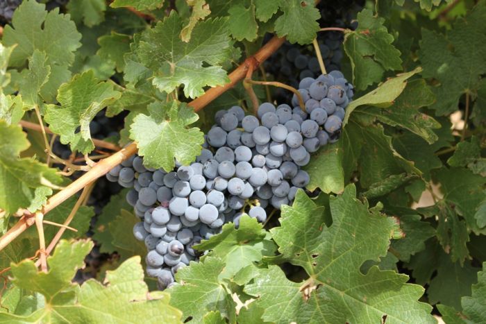 Australian Small Winemakers Assured Wine Tax Reforms Won't Shut Them Out