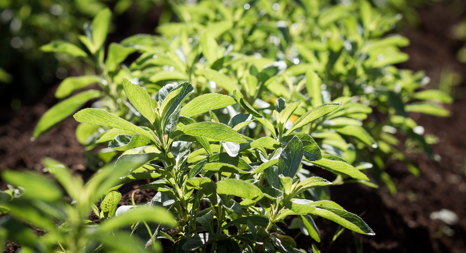New Plant To Double Pure Circle's Stevia Production