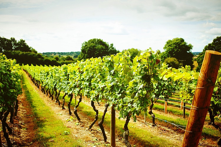 Croxsons Teams up with UKVA to Support UK wine industry