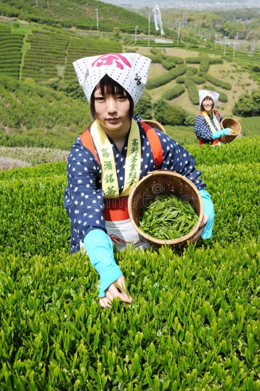 Green Tea Production Journey From Harvest to Cup