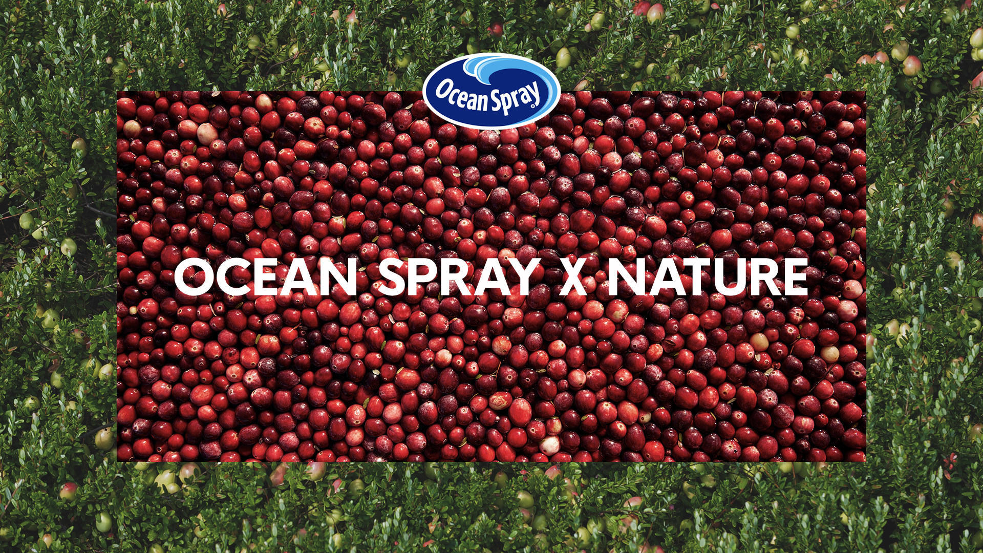 Ocean Spray Launches New Marketing Campaign